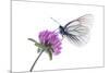 Black Veined White Butterfly (Aporia Crataegi) on Red Clover (Trifolium Pratense) Austria, July-Benvie-Mounted Photographic Print