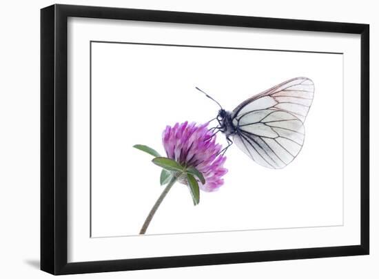 Black Veined White Butterfly (Aporia Crataegi) on Red Clover (Trifolium Pratense) Austria, July-Benvie-Framed Photographic Print