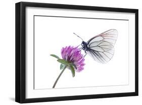 Black Veined White Butterfly (Aporia Crataegi) on Red Clover (Trifolium Pratense) Austria, July-Benvie-Framed Photographic Print