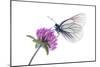 Black Veined White Butterfly (Aporia Crataegi) on Red Clover (Trifolium Pratense) Austria, July-Benvie-Mounted Photographic Print