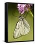 Black-Veined White Butterfly on Pyramidal Orchid-null-Framed Stretched Canvas