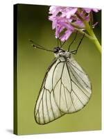 Black-Veined White Butterfly on Pyramidal Orchid-null-Stretched Canvas