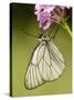 Black-Veined White Butterfly on Pyramidal Orchid-null-Stretched Canvas