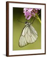 Black-Veined White Butterfly on Pyramidal Orchid-null-Framed Photographic Print