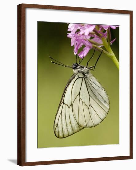 Black-Veined White Butterfly on Pyramidal Orchid-null-Framed Photographic Print