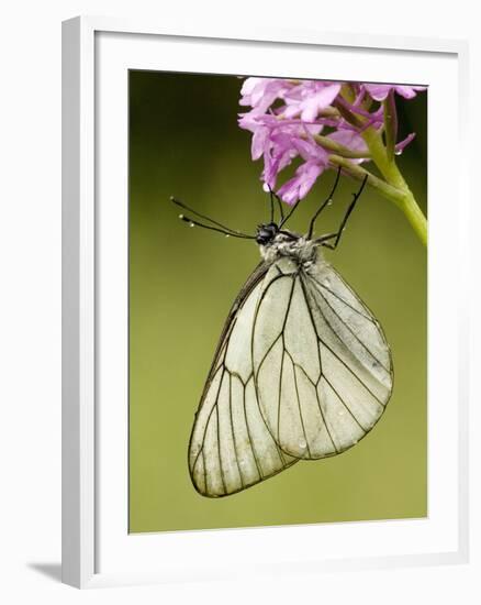 Black-Veined White Butterfly on Pyramidal Orchid-null-Framed Photographic Print