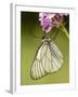 Black-Veined White Butterfly on Pyramidal Orchid-null-Framed Photographic Print