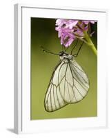 Black-Veined White Butterfly on Pyramidal Orchid-null-Framed Photographic Print