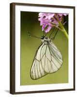 Black-Veined White Butterfly on Pyramidal Orchid-null-Framed Photographic Print