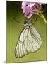 Black-Veined White Butterfly on Pyramidal Orchid-null-Mounted Photographic Print