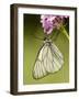 Black-Veined White Butterfly on Pyramidal Orchid-null-Framed Photographic Print