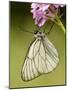 Black-Veined White Butterfly on Pyramidal Orchid-null-Mounted Photographic Print