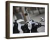 Black Vespa, Madrid, Spain-Walter Bibikow-Framed Photographic Print