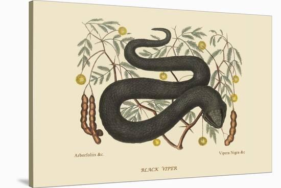 Black Viper-Mark Catesby-Stretched Canvas