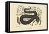 Black Viper-Mark Catesby-Framed Stretched Canvas