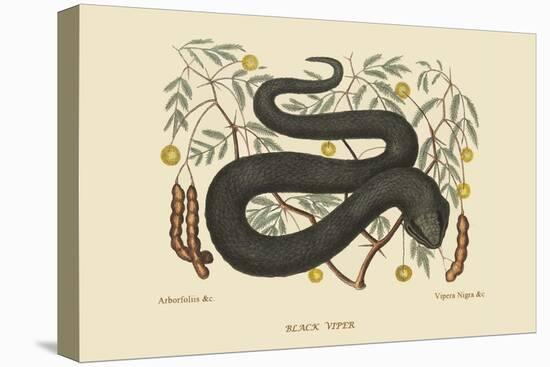 Black Viper-Mark Catesby-Stretched Canvas