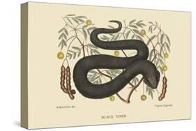 Black Viper-Mark Catesby-Stretched Canvas