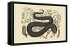 Black Viper-Mark Catesby-Framed Stretched Canvas