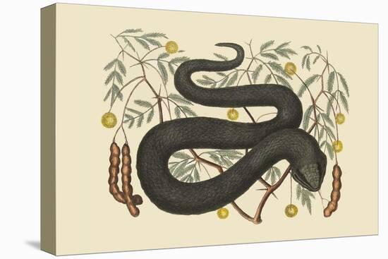 Black Viper-Mark Catesby-Stretched Canvas