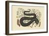 Black Viper-Mark Catesby-Framed Art Print