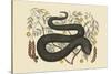 Black Viper-Mark Catesby-Stretched Canvas
