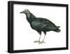 Black Vulture (Coragyps Atratus), Birds-Encyclopaedia Britannica-Framed Poster