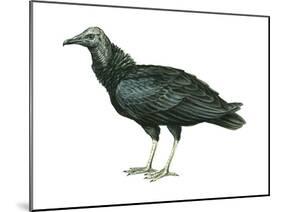 Black Vulture (Coragyps Atratus), Birds-Encyclopaedia Britannica-Mounted Poster