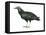 Black Vulture (Coragyps Atratus), Birds-Encyclopaedia Britannica-Framed Stretched Canvas