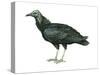 Black Vulture (Coragyps Atratus), Birds-Encyclopaedia Britannica-Stretched Canvas