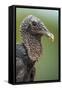 Black Vulture (Coragyps Atratus), Pantanal Wetlands, Brazil-null-Framed Stretched Canvas