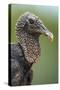 Black Vulture (Coragyps Atratus), Pantanal Wetlands, Brazil-null-Stretched Canvas