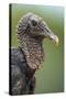Black Vulture (Coragyps Atratus), Pantanal Wetlands, Brazil-null-Stretched Canvas