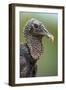 Black Vulture (Coragyps Atratus), Pantanal Wetlands, Brazil-null-Framed Photographic Print