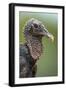 Black Vulture (Coragyps Atratus), Pantanal Wetlands, Brazil-null-Framed Photographic Print