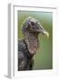 Black Vulture (Coragyps Atratus), Pantanal Wetlands, Brazil-null-Framed Photographic Print