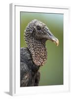 Black Vulture (Coragyps Atratus), Pantanal Wetlands, Brazil-null-Framed Photographic Print