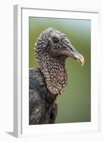 Black Vulture (Coragyps Atratus), Pantanal Wetlands, Brazil-null-Framed Photographic Print