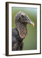 Black Vulture (Coragyps Atratus), Pantanal Wetlands, Brazil-null-Framed Photographic Print