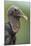 Black Vulture (Coragyps Atratus), Pantanal Wetlands, Brazil-null-Mounted Photographic Print