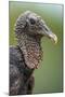 Black Vulture (Coragyps Atratus), Pantanal Wetlands, Brazil-null-Mounted Photographic Print