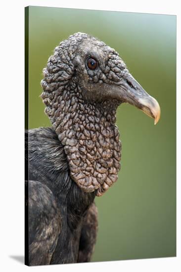 Black Vulture (Coragyps Atratus), Pantanal Wetlands, Brazil-null-Stretched Canvas