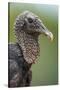 Black Vulture (Coragyps Atratus), Pantanal Wetlands, Brazil-null-Stretched Canvas