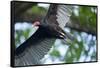 Black Vulture, Costa Rica-null-Framed Stretched Canvas