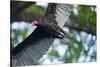 Black Vulture, Costa Rica-null-Stretched Canvas