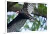 Black Vulture, Costa Rica-null-Framed Photographic Print