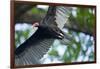 Black Vulture, Costa Rica-null-Framed Photographic Print