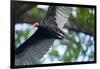 Black Vulture, Costa Rica-null-Framed Photographic Print