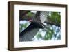Black Vulture, Costa Rica-null-Framed Photographic Print