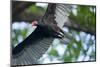 Black Vulture, Costa Rica-null-Mounted Photographic Print