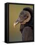 Black Vulture, Everglades National Park, Florida, USA-Art Wolfe-Framed Stretched Canvas